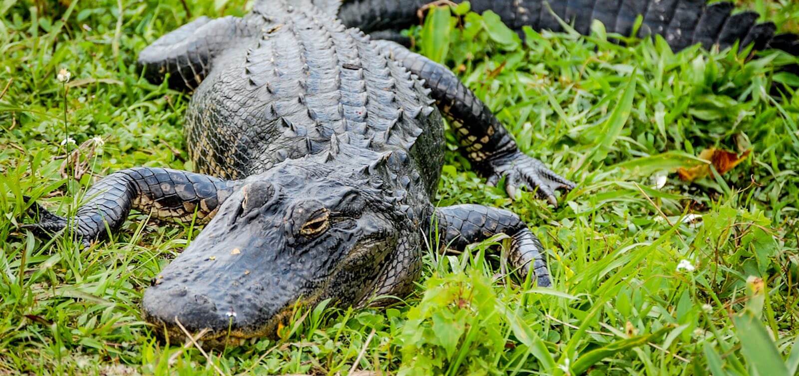 MustDo.com | American Alligator at Shark Valley, Everglades, Florida, USA. Photo by Debi Pittman Wilkey.