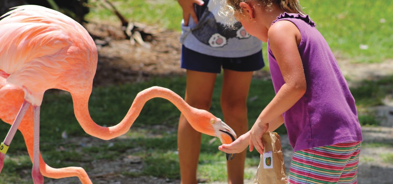 MustDo.com | Kids can hand-feed the flock of flamingos at Sarasota Jungle Gardens in Sarasota, Florida.