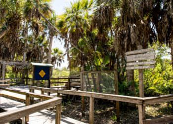 MustDo.com | Beyond the Sanibel-Captiva Conservation Foundation Nature Center, there are four miles of trails which can be explored on guided and self-guided tours.