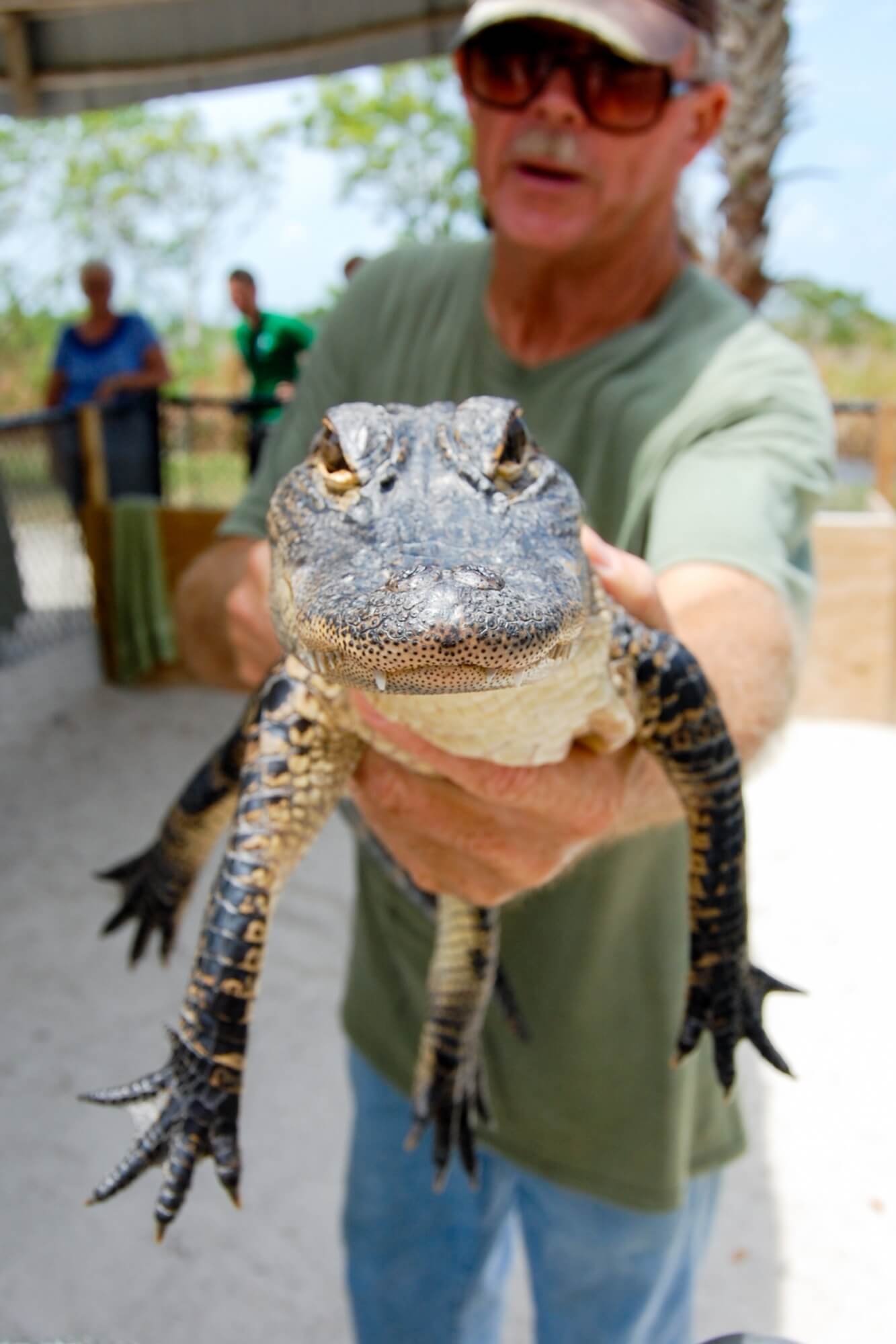 MustDo.com | Man holding a young alligator at Wooten's Everglades Airboat, Animal Sanctuary & Alligator Park near Naples, Florida.
