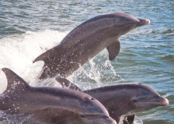 MustDo.com | Adventures in Paradise located in Fort Myers, Florida offers thrilling dolphin and wildlife cruises each morning and afternoon. Manatees and dolphins are frequently spotted along with flocks of birds heading back to their Everglades rookeries for the night.