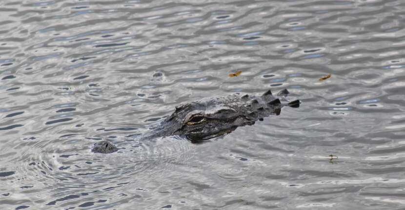 Alligator Myakka River State Park. Enjoy wildlife tours, hiking, biking trails Sarasota, Florida. USA. Photo by Nita Ettinger Must Do Visitor Guides, MustDo.com