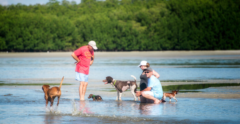 MustDo.com | Give your dog an off the leash run at Dog Beach Park in Fort Myers Beach, Florida. Photo by Jennifer Brinkman.