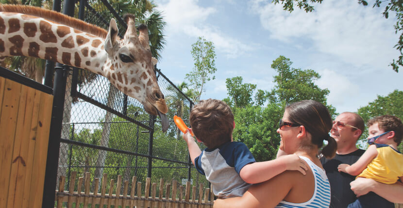 Family fun feeding giraffes at the Naples Zoo, Naples, Florida, USA. Must Do Visitor Guides, MustDo.com.