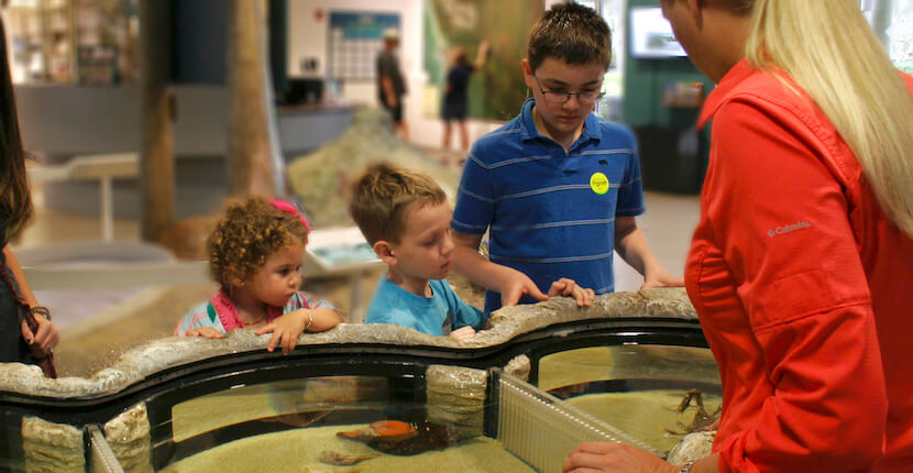 Rookery Bay Environmental Learning Center’s new 180-gallon marine life exhibit is a hands-on, interpretive tank designed to look and feel like Rookery Bay Reserve’s natural environment. Naples, Florida family fun attractions. | Must Do Visitor Guides, MustDo.com