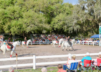 Hermanns' Royal Lipizzan Stallions, during the winter months the Lipizzan Stallions stay on the ranch in Myakka near Sarasota, Florida. Training shows are open to the public. Photo by Lauren Ettinger. Must Do Visitor Guides, MustDo.com