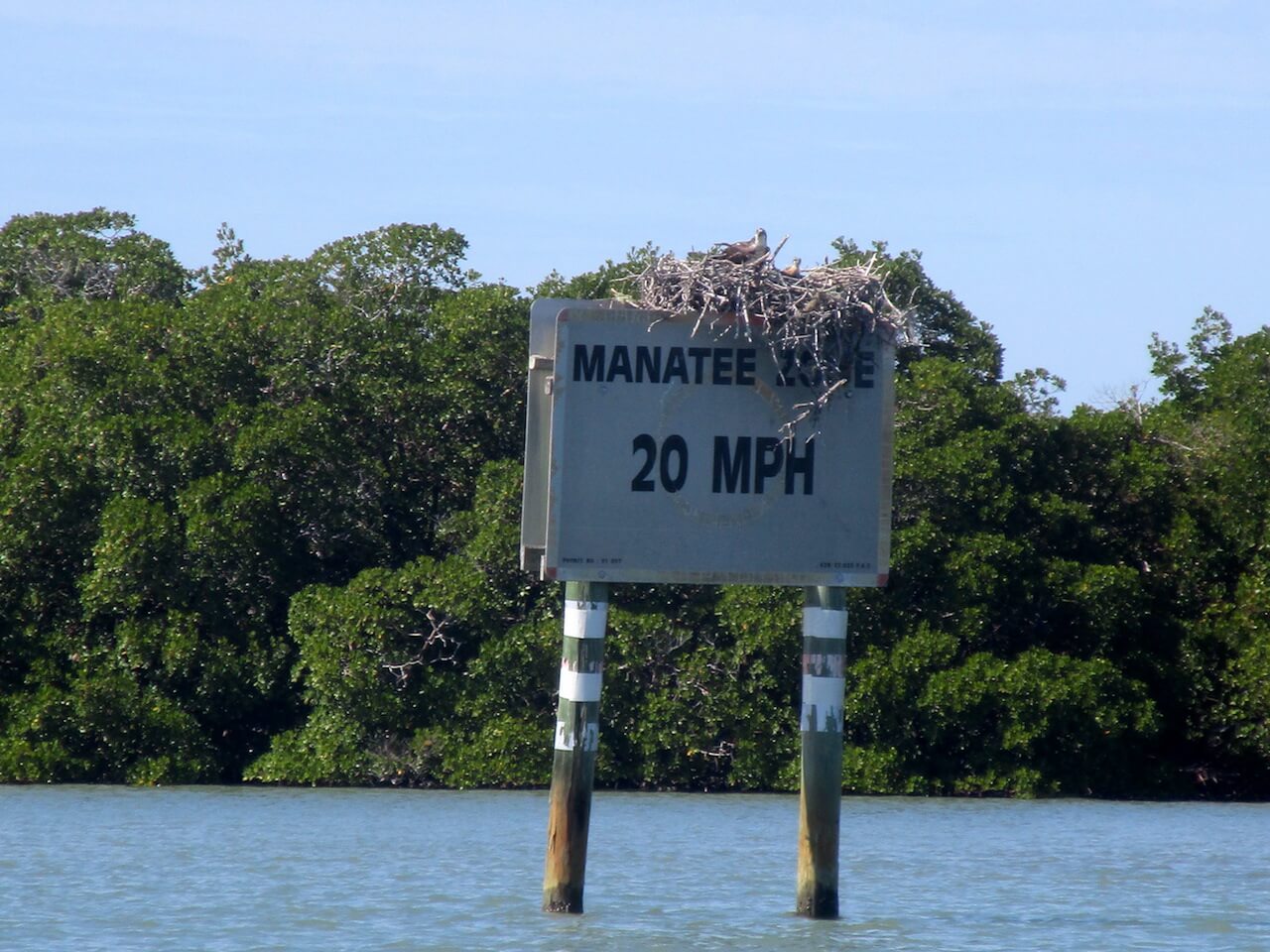 Nesting ospreys on an Intracoastal sign in the Rookery Bay Reserve Naples, Florida. Must Do Visitor Guides, MustDo.com