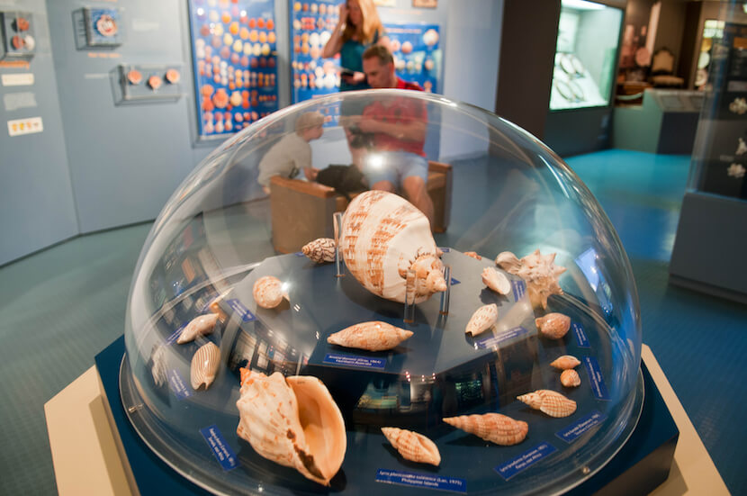The Bailey-Matthews Shell Museum. Fort Myers and Sanibel Island Photo credit Gary Jung | Must Do Visitor Guides
