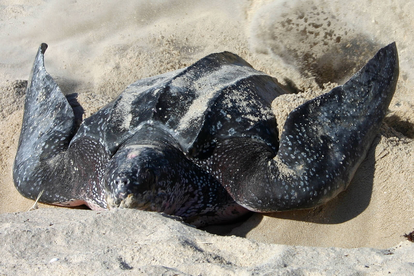 Leatherback turtle nesting on the beach photo by Florida Fish and Wildlife | Must Do Visitor Guides, MustDo.com