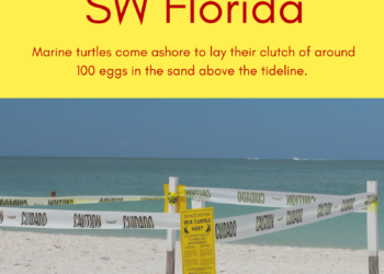 Information about sea turtle nesting season in Southwest Florida beaches. Must Do Visitor Guides, MustDo.com