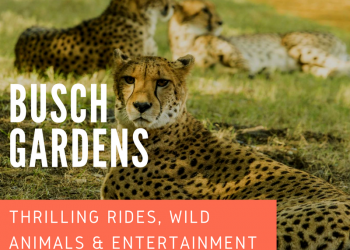 What to expect on your visit to Busch Gardens Tampa Bay. Must Do Visitor Guides, MustDo.com.