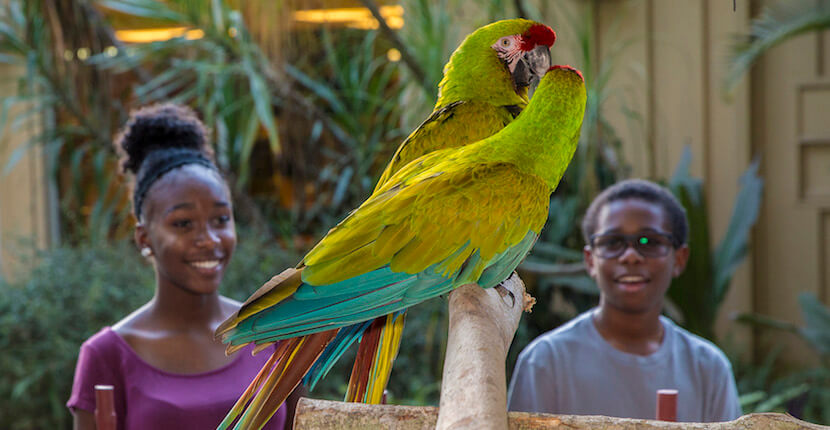 A teenage boy and girl watch macaw parrots at the Naples Zoo in Naples, Florida.