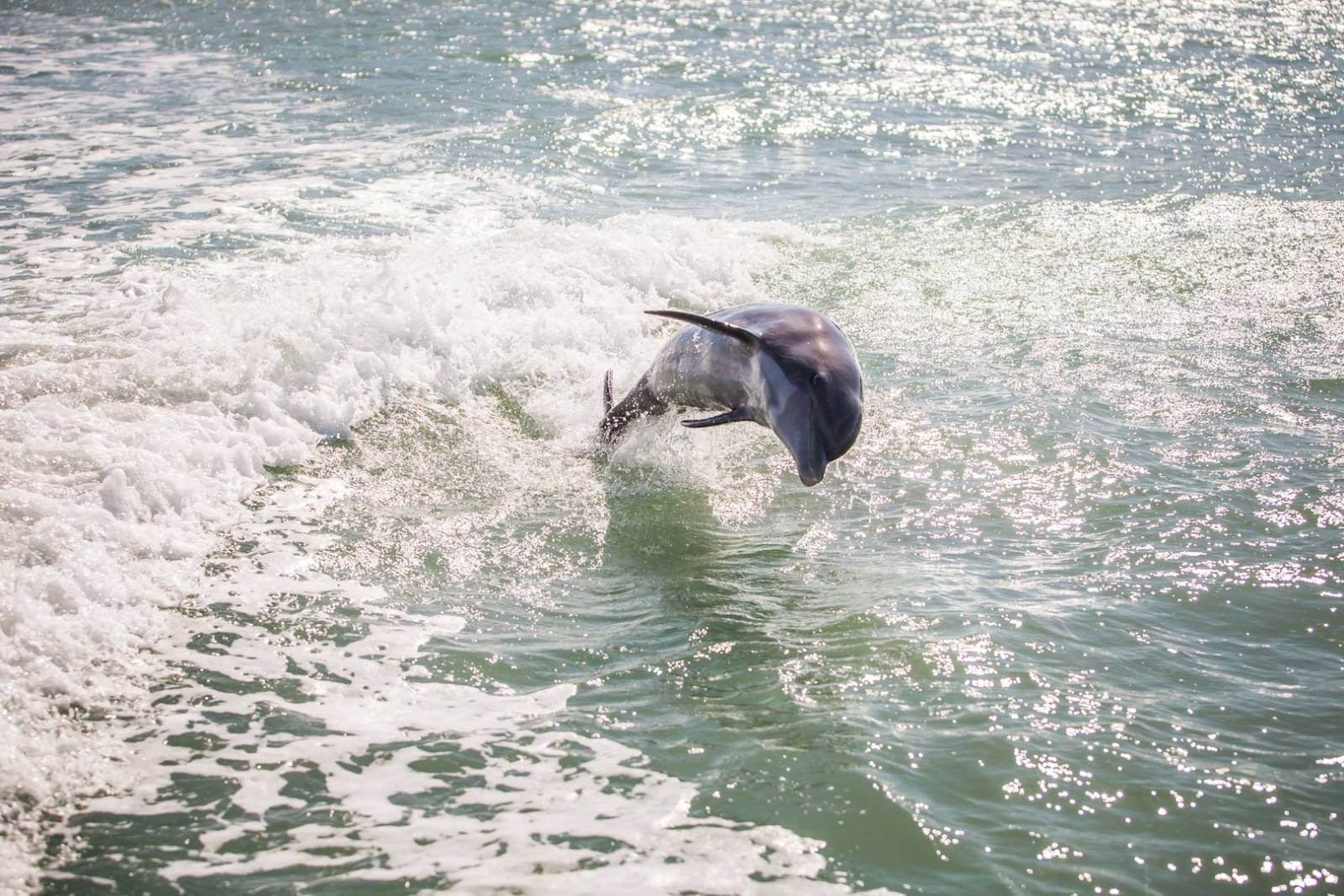 Take a dolphin or wildlife cruise from Captiva Cruises on a girls getaway trip to Fort Myers, Florida. Photo by Mary Carol Fitzgerald. Must Do Visitor Guides, MustDo.com