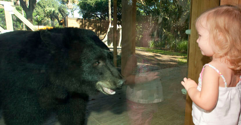 Young girl looks at bear through window at the Naples Zoo at Caribbean Gardens in Naples, Florida.