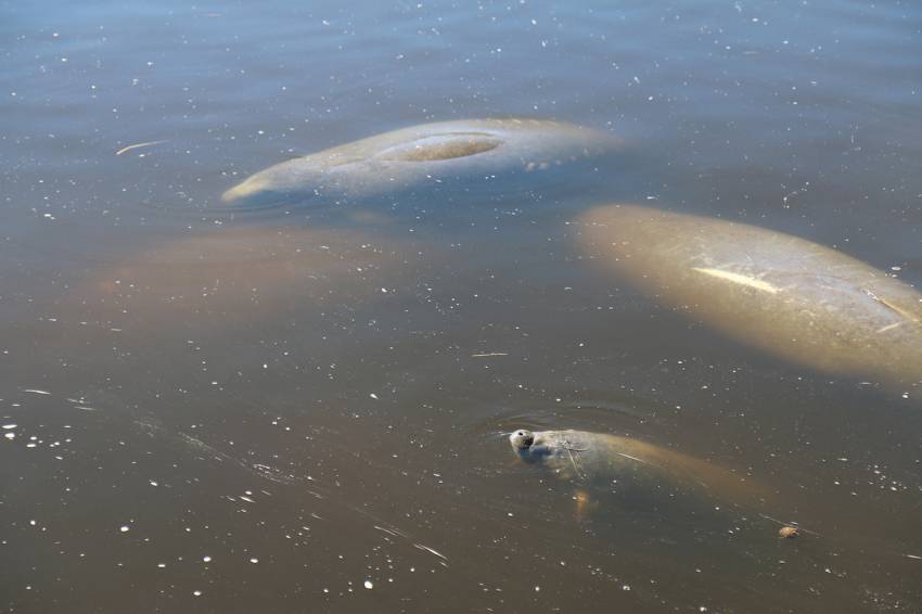 See manatees–maybe even a baby–in the wild at Manatee Park in Fort Myers, Florida. Photo by Lauren Ettinger. Must Do Visitor Guides | MustDo.com