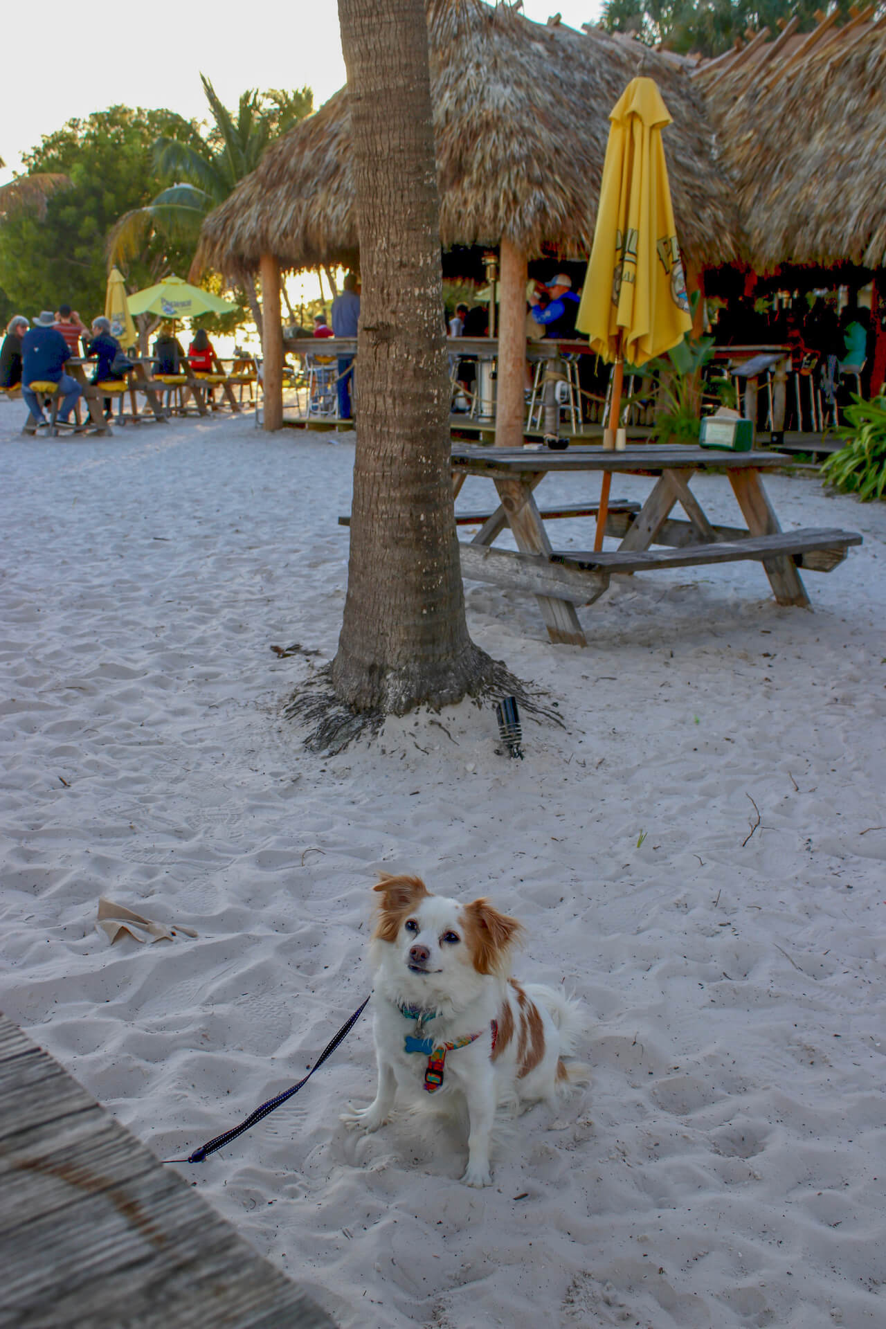 Enjoy a cold beer, cocktail, or wine under an umbrella with your toes in the sand or under the open-air , waterfront Tiki Hut at O'Leary's downtown Sarasota, Florida. Dog Friendly too! Must Do Visitor Guides, MustDo.com.