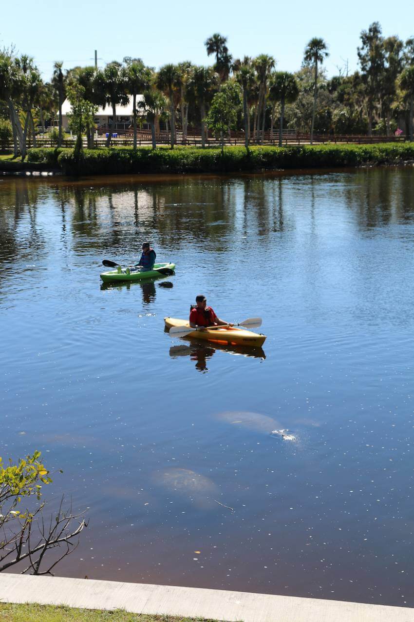 Rent a kayak to See manatees in the wild at Manatee Park in Fort Myers, Florida. Photo by Lauren Ettinger. Must Do Visitor Guides | MustDo.com
