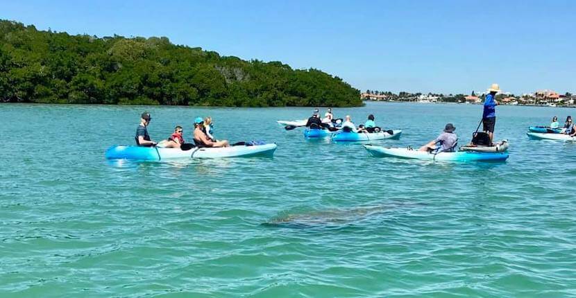 Kayaking SRQ Explore Siesta Key's Jim Neville Preserve or Lido Key's exotic mangrove tunnels on a family-friendly, relaxing, and memorable guided kayak or stand-up paddleboard eco-tour.