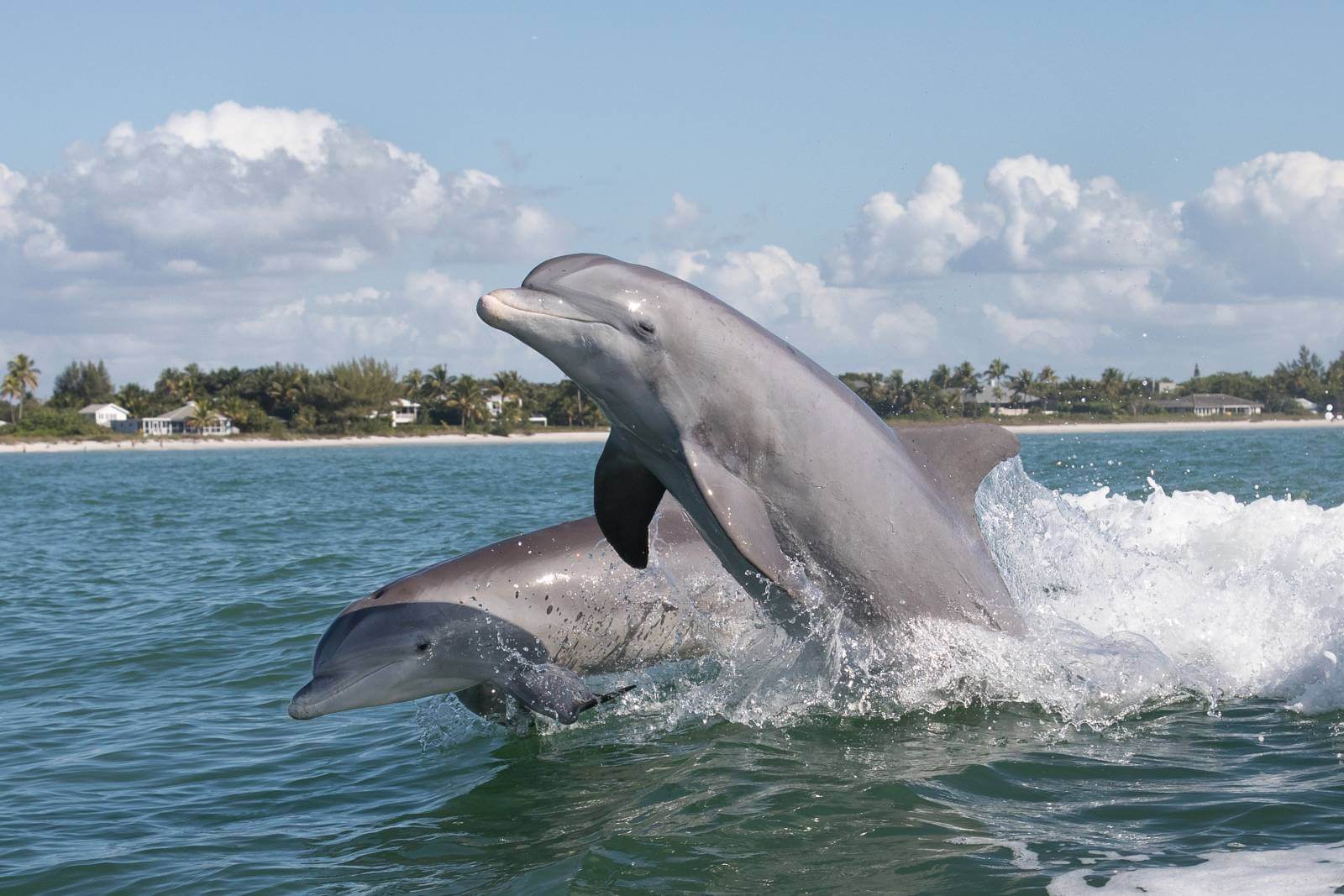 dolphin tours in naples florida