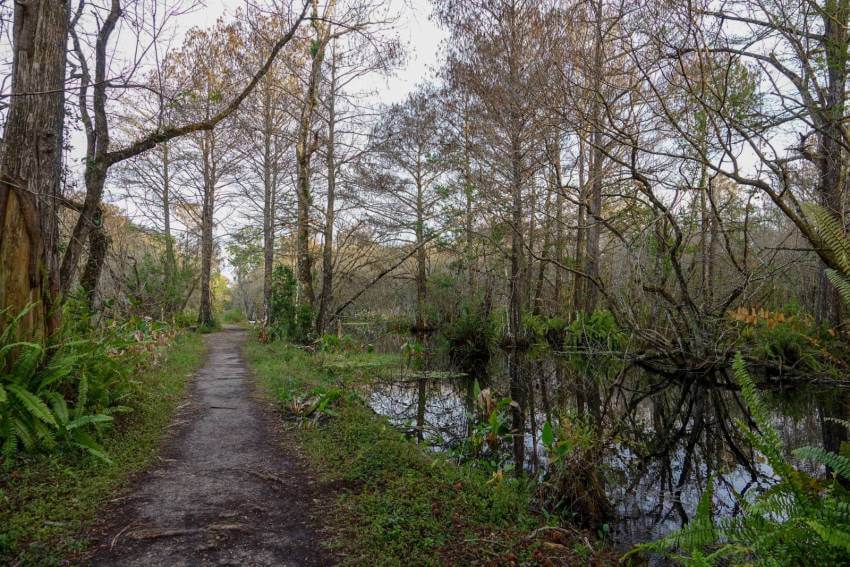 4 Easy Naples, Florida Hikes - Elevated trail at Bird Rookery Swamp Trail in Naples, Florida. Must Do Visitor Guides | MustDo.com