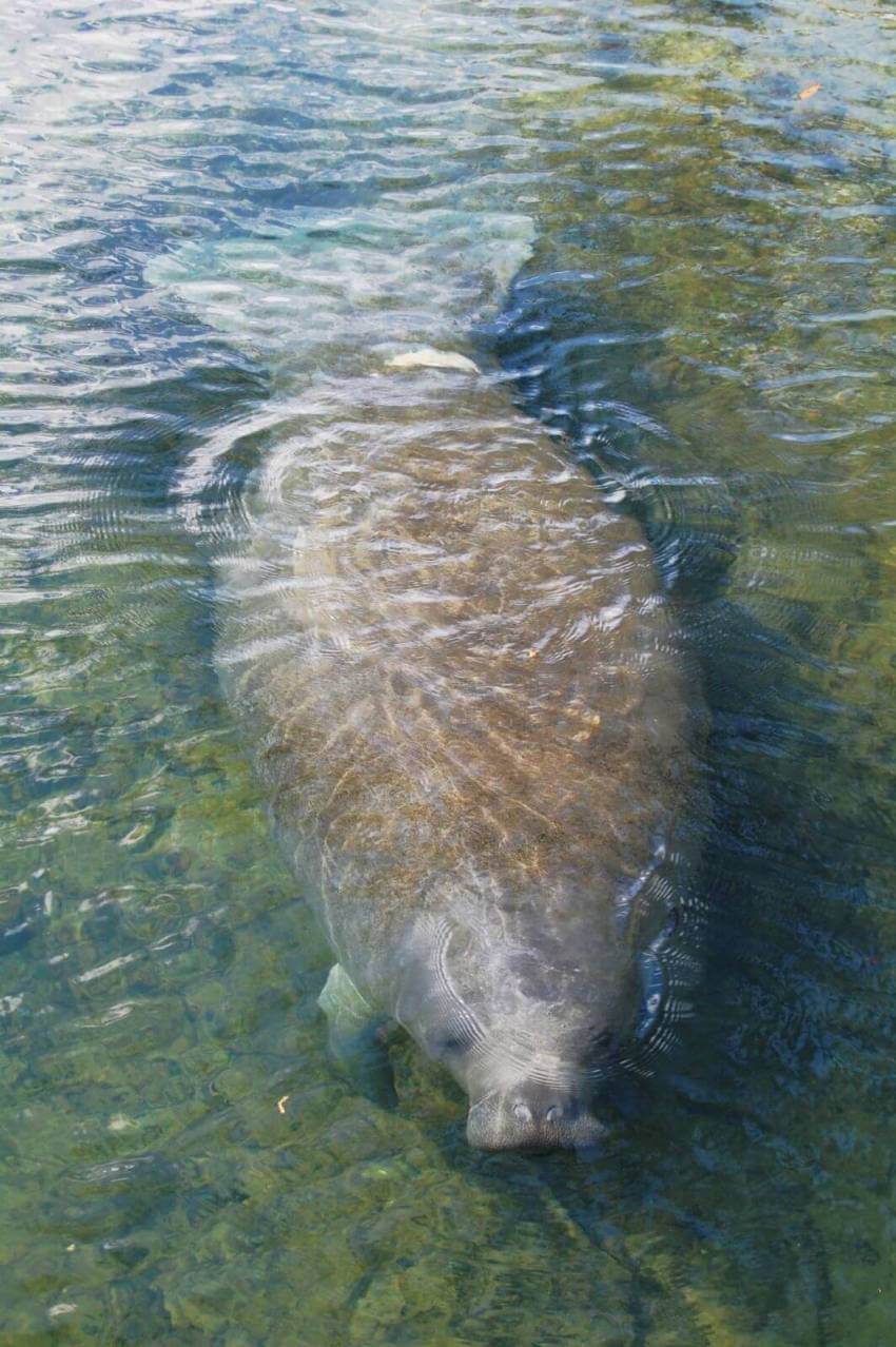 Manatee swimming in the water Naples and Marco Island, Florida. 