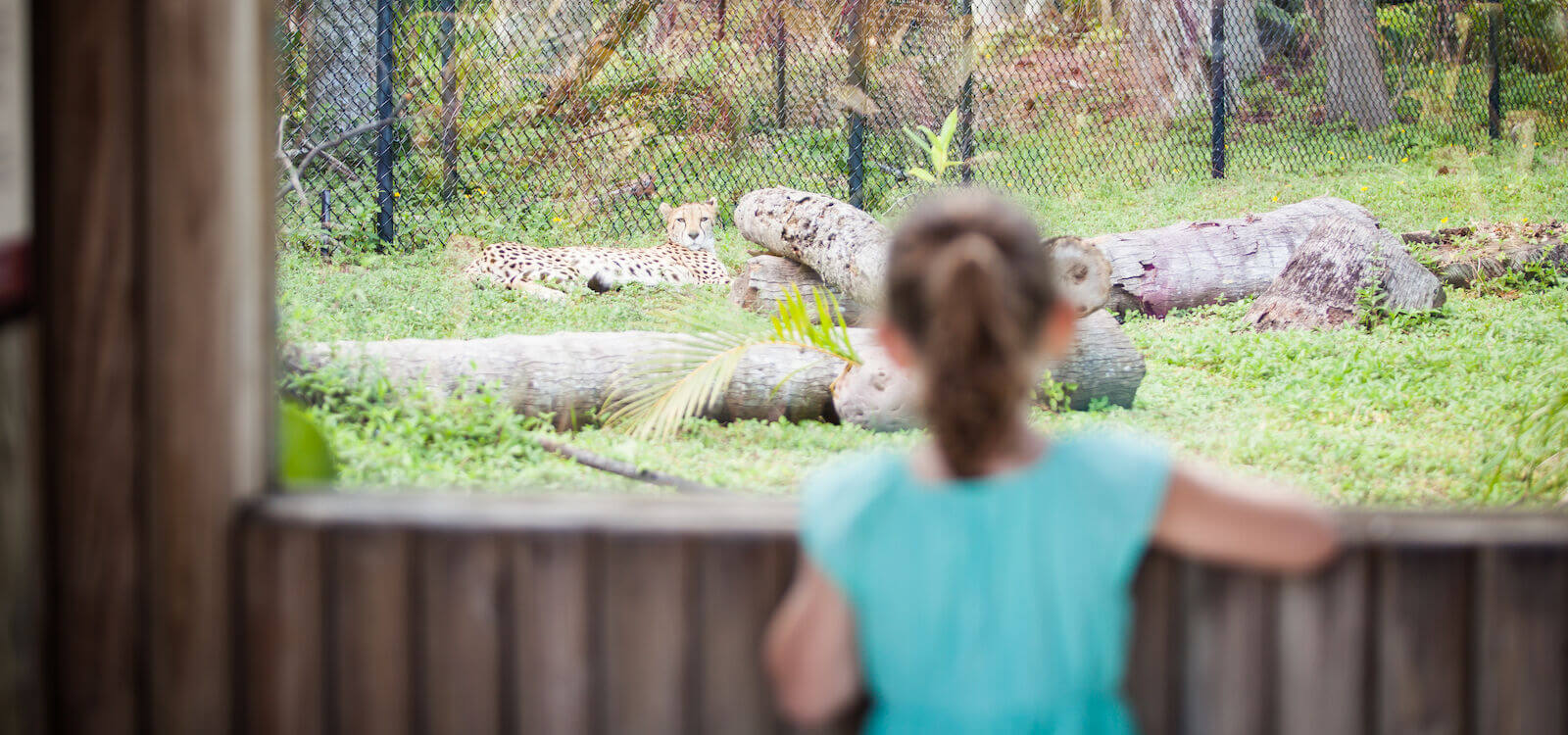 Young child looking at a cheetah at the Naples Zoo family fun activities Naples, Florida
