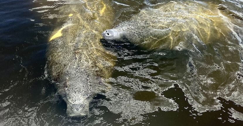 Manatee with baby manatee in water near Naples, Florida