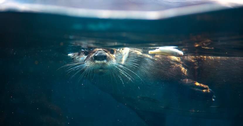 Sea Otter at Mote Marine Aquarium in Sarasota, Florida