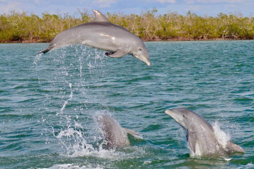 Dolphins playing and jumping out of the water near Naples and Marco Island, Florida