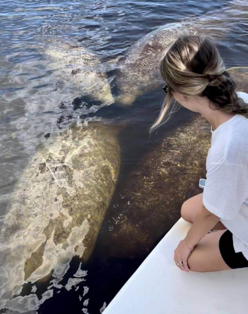 Woman kneeling on a tour boat deck looking down into the water at manatees swimming in Naples, Florida.