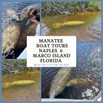 Manatee sightseeing and wildlife Boat Tours in Naples and Marco Island, Florida