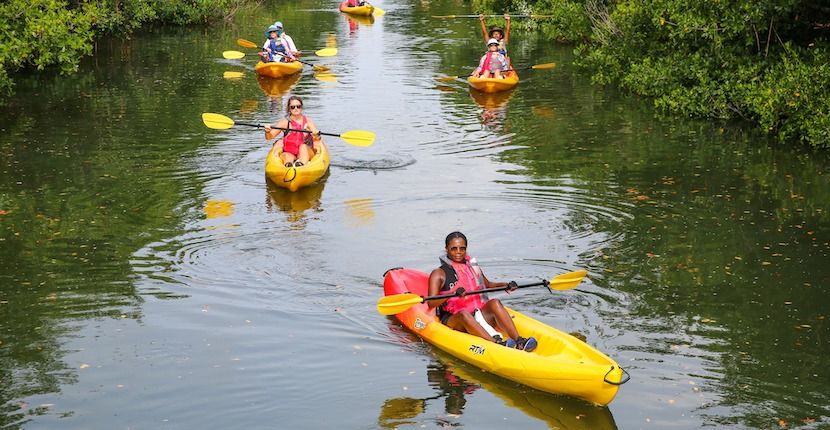 Mangrove tunnel guided kayaking tour The Bay park in Sarasota, Florida