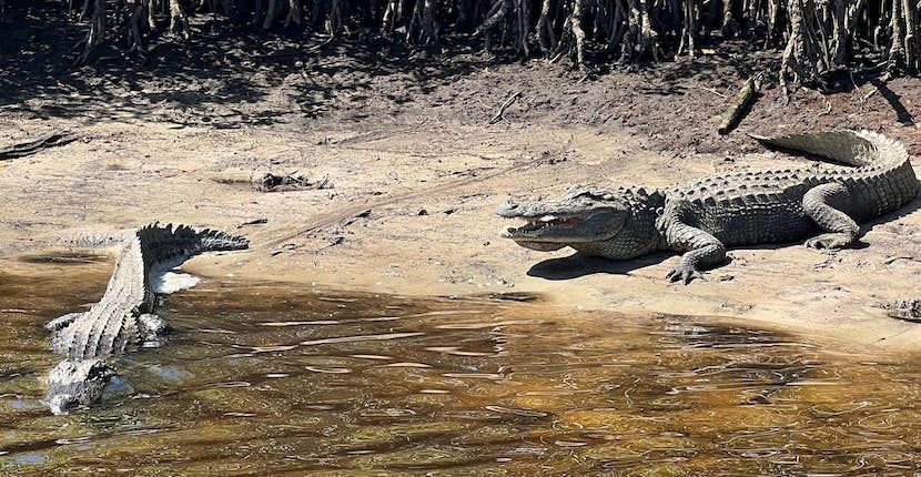 Alligators on a sandy bank in Florida