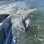 Dolphin plays in the wake of a boat